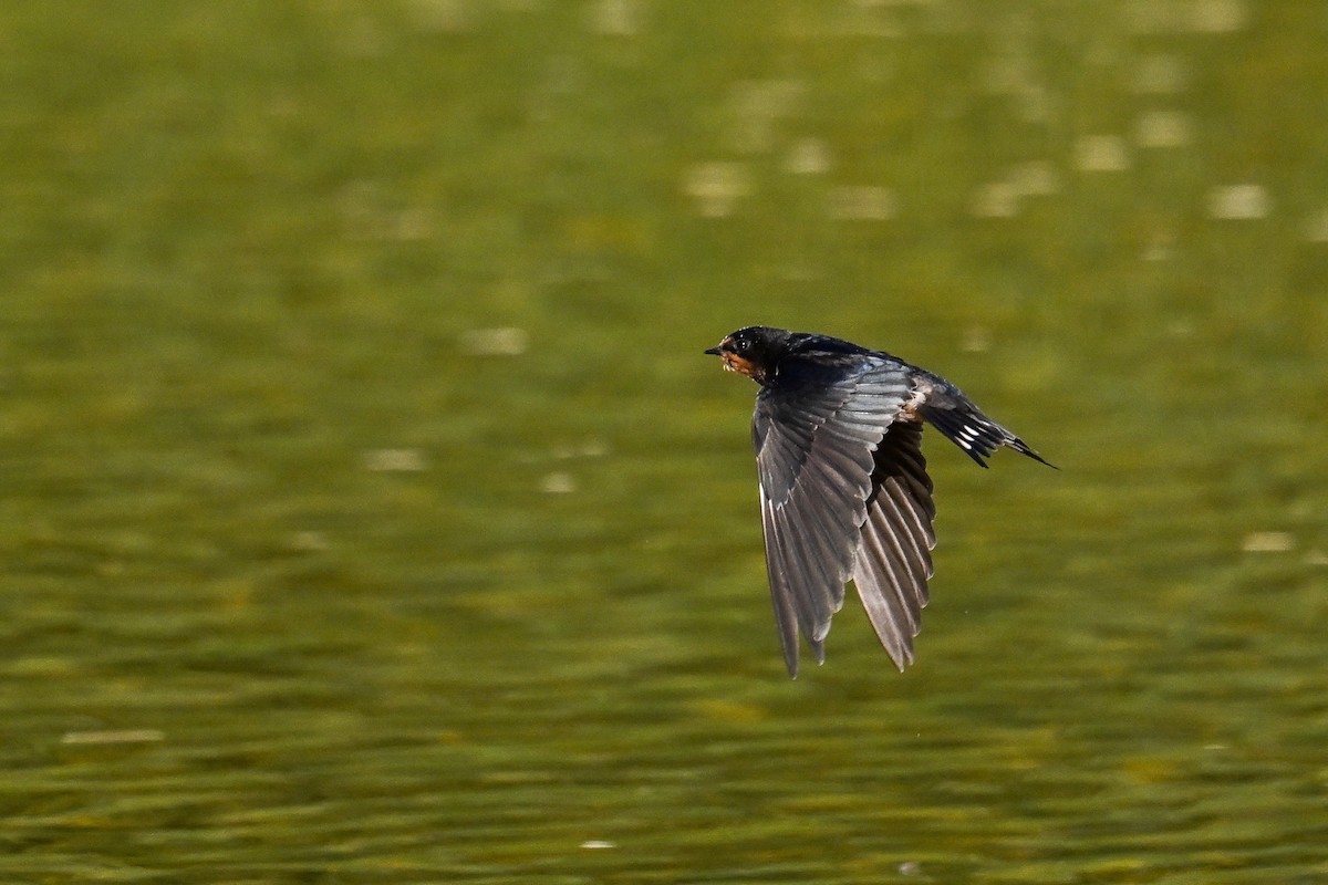 Ластівка сільська - ML647637198