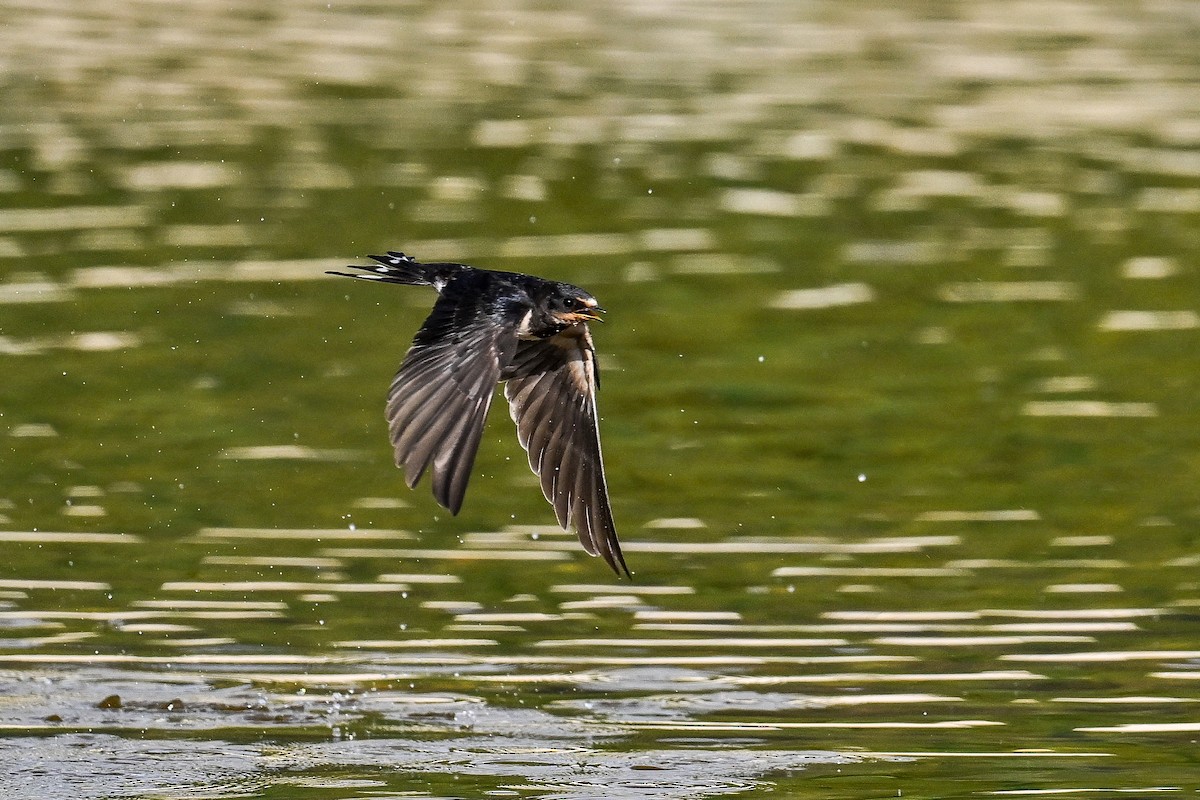 Ластівка сільська - ML647637201