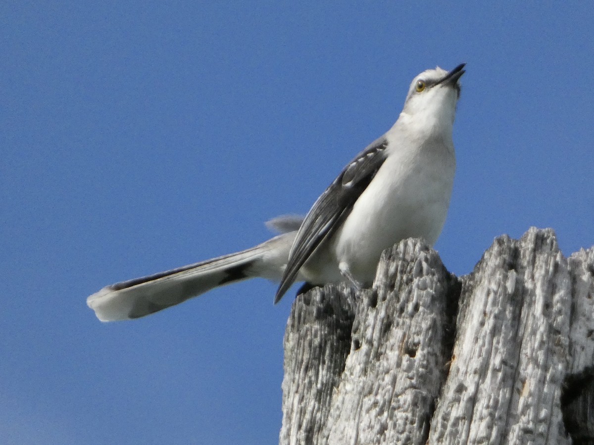 Tropikal Taklitçi - ML647637215