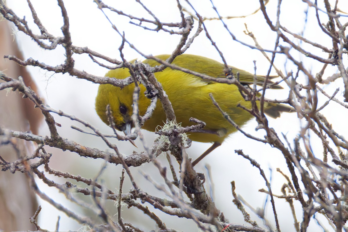 Hawaii Amakihi - ML647637216
