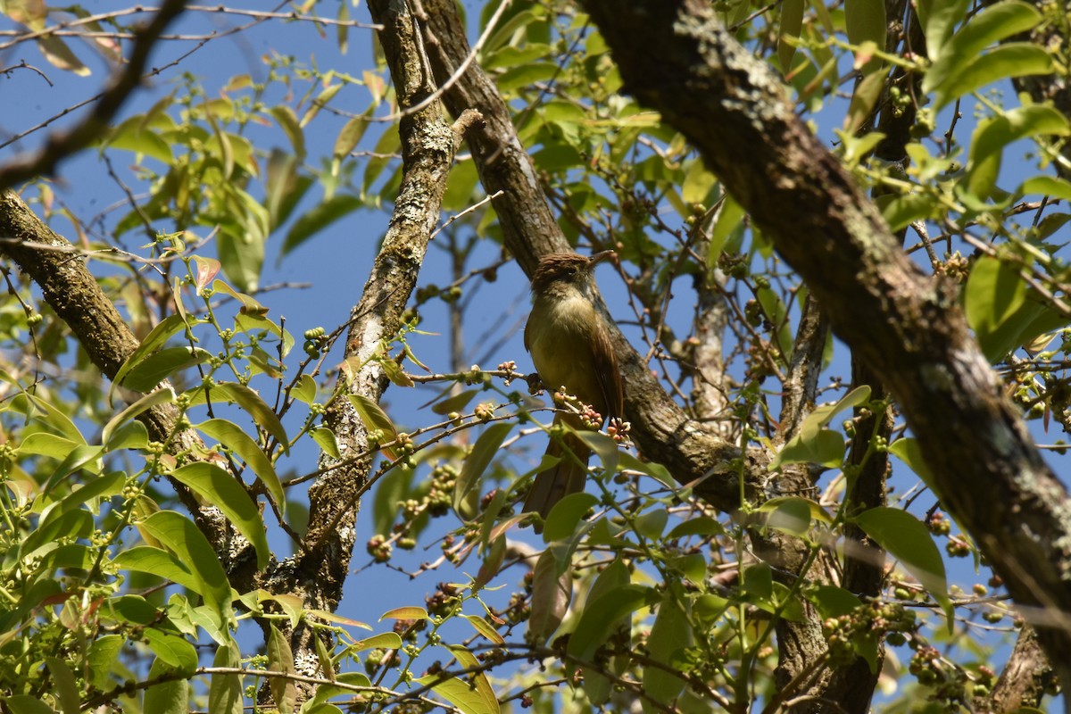 Olive Bulbul - ML647637218