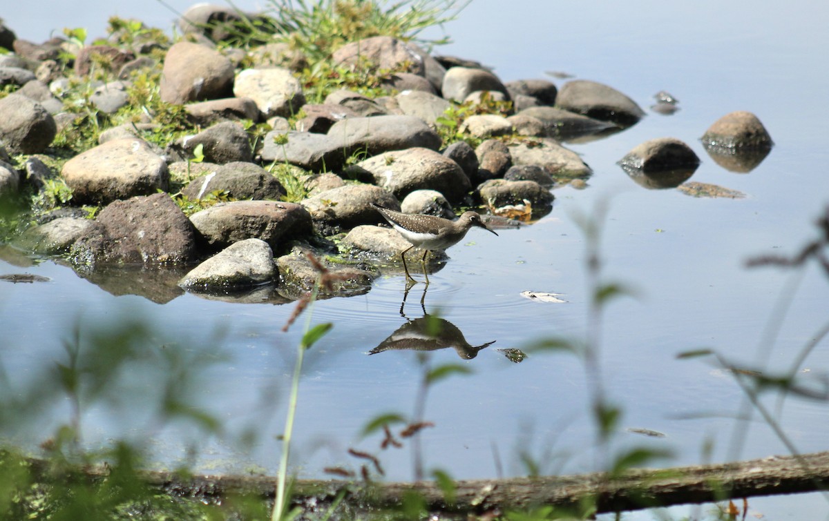 Solitary Sandpiper - ML647637220