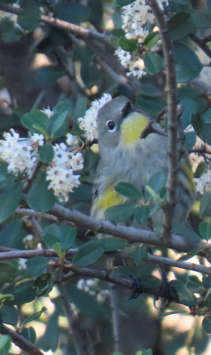 Yellow-rumped Warbler - ML647637222