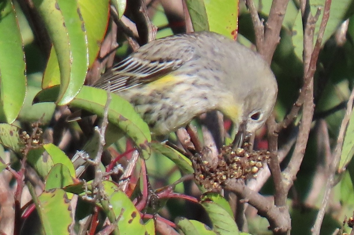 Yellow-rumped Warbler - ML647637228