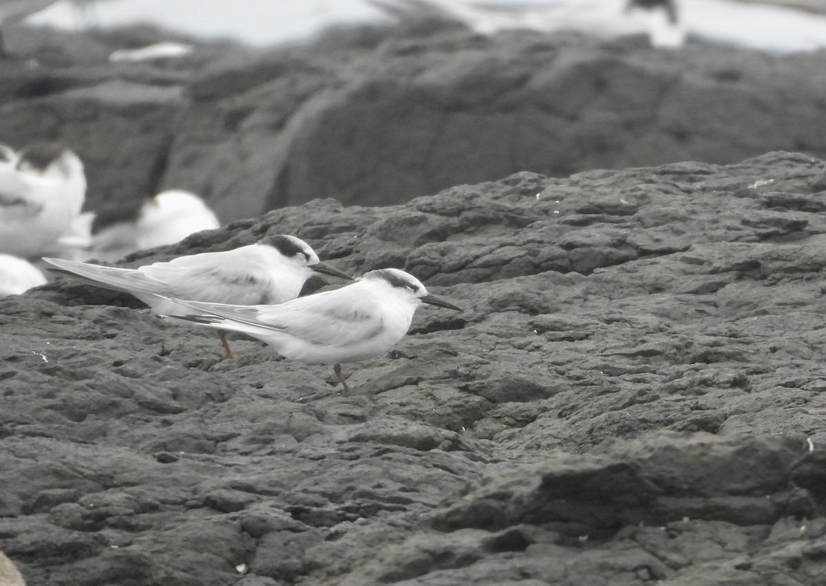 Little Tern - ML647637229