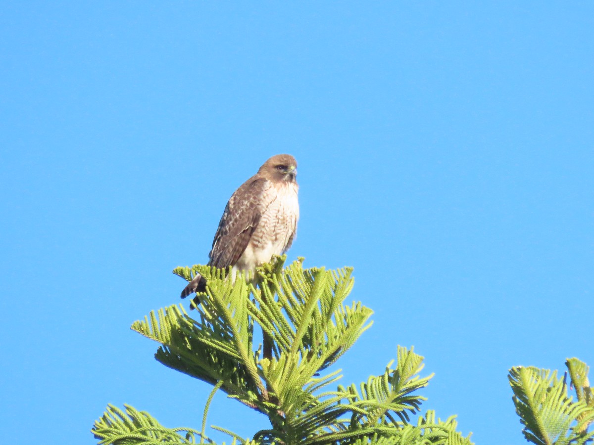 Red-tailed Hawk - ML647637230