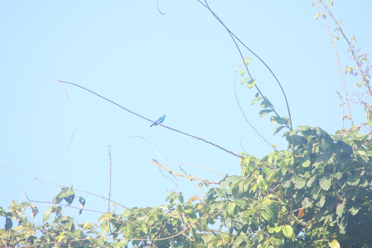 Blue Dacnis - ML647637231