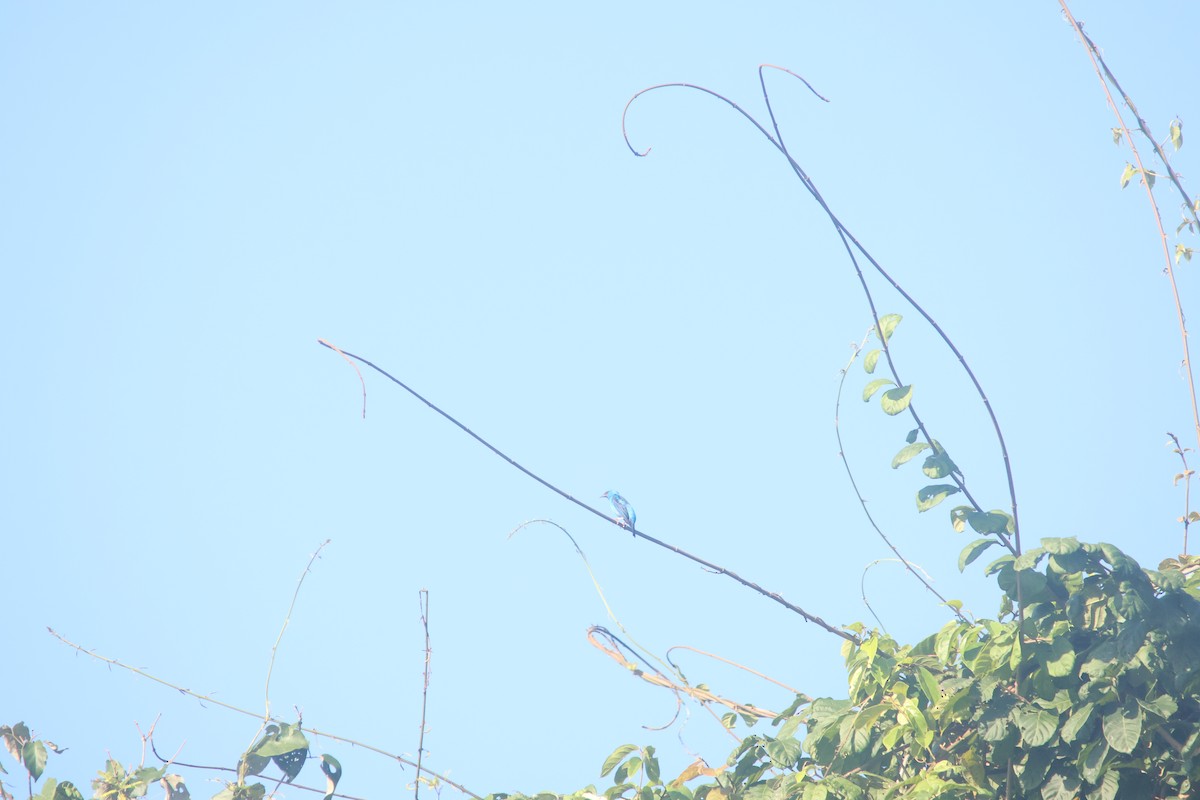 Blue Dacnis - ML647637232