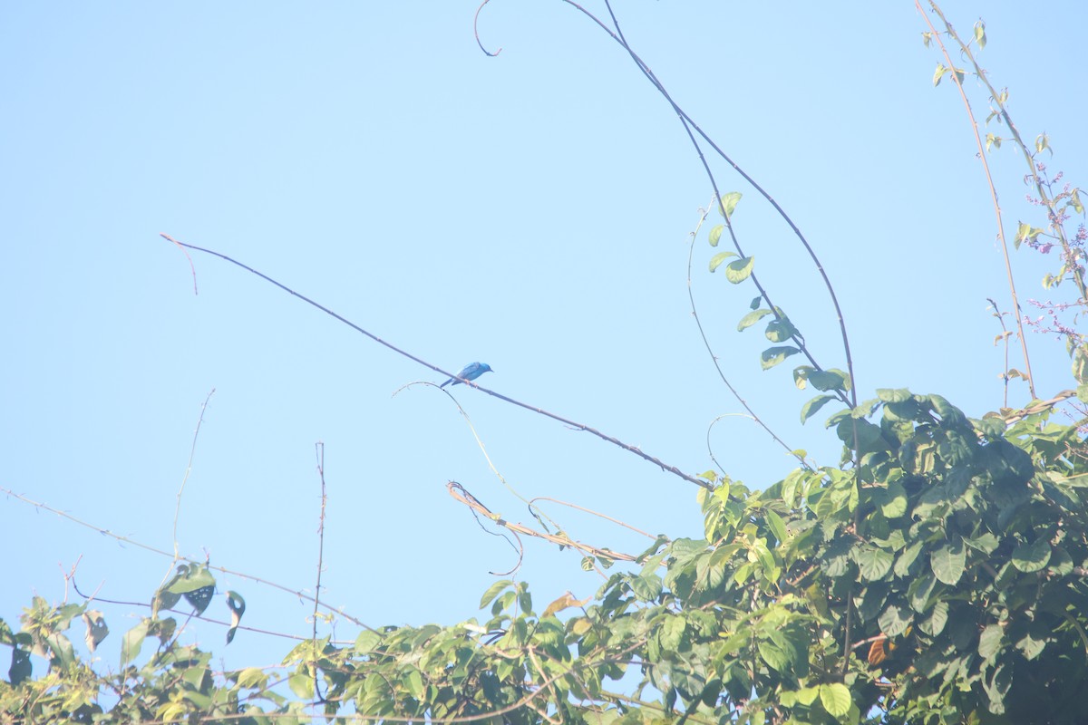 Blue Dacnis - ML647637233