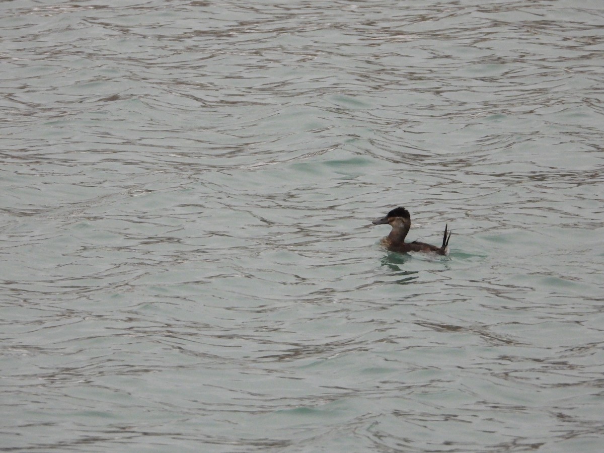 Ruddy Duck - ML647637234
