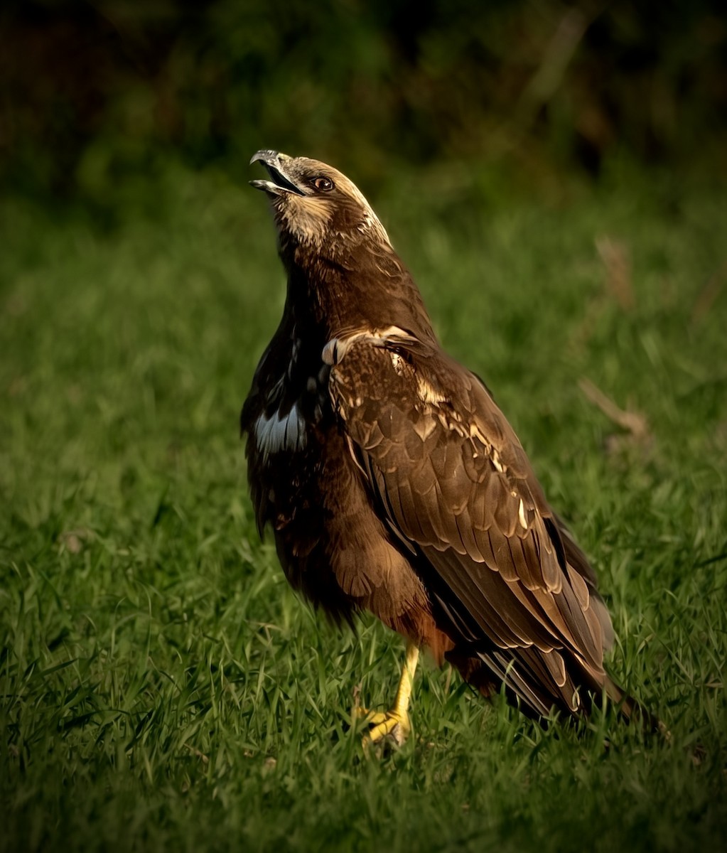 Western Marsh Harrier - ML647637236
