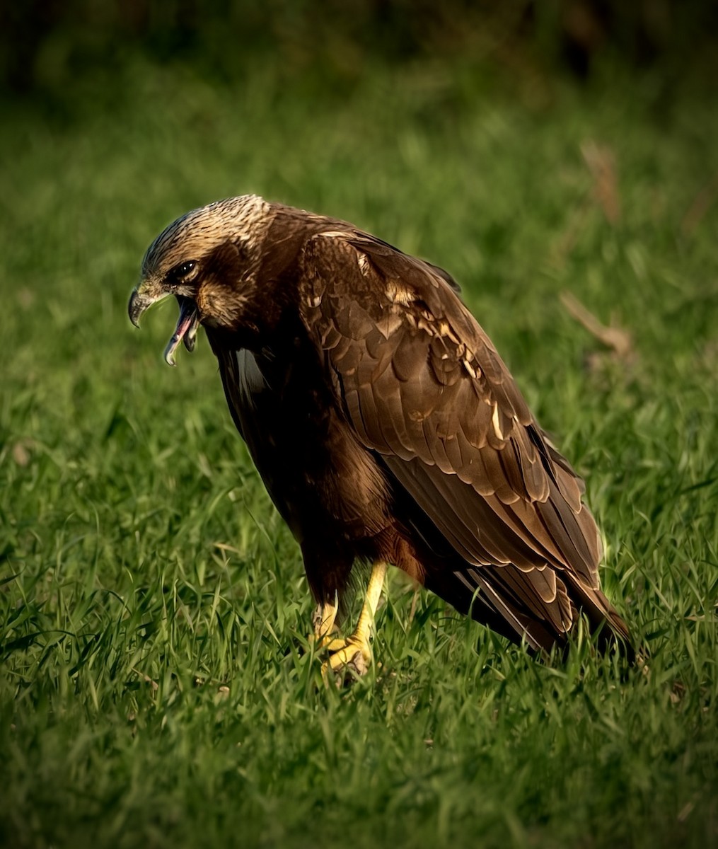 Western Marsh Harrier - ML647637237