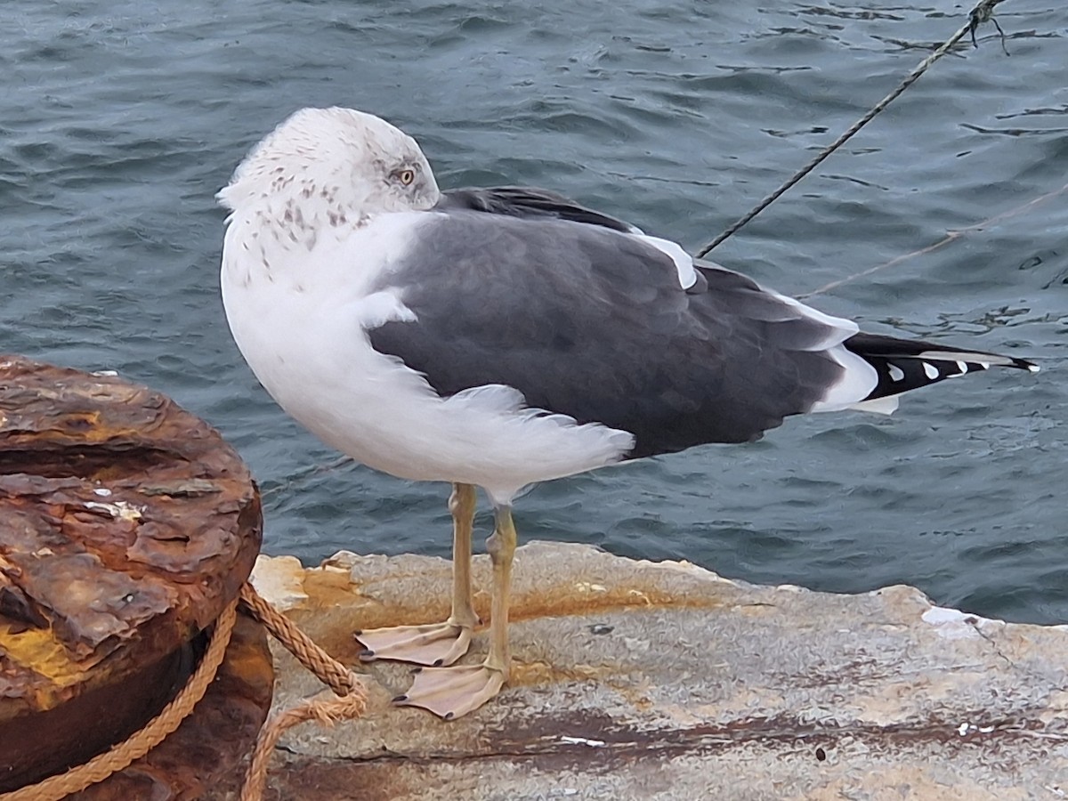 Lesser Black-backed Gull - ML647637242