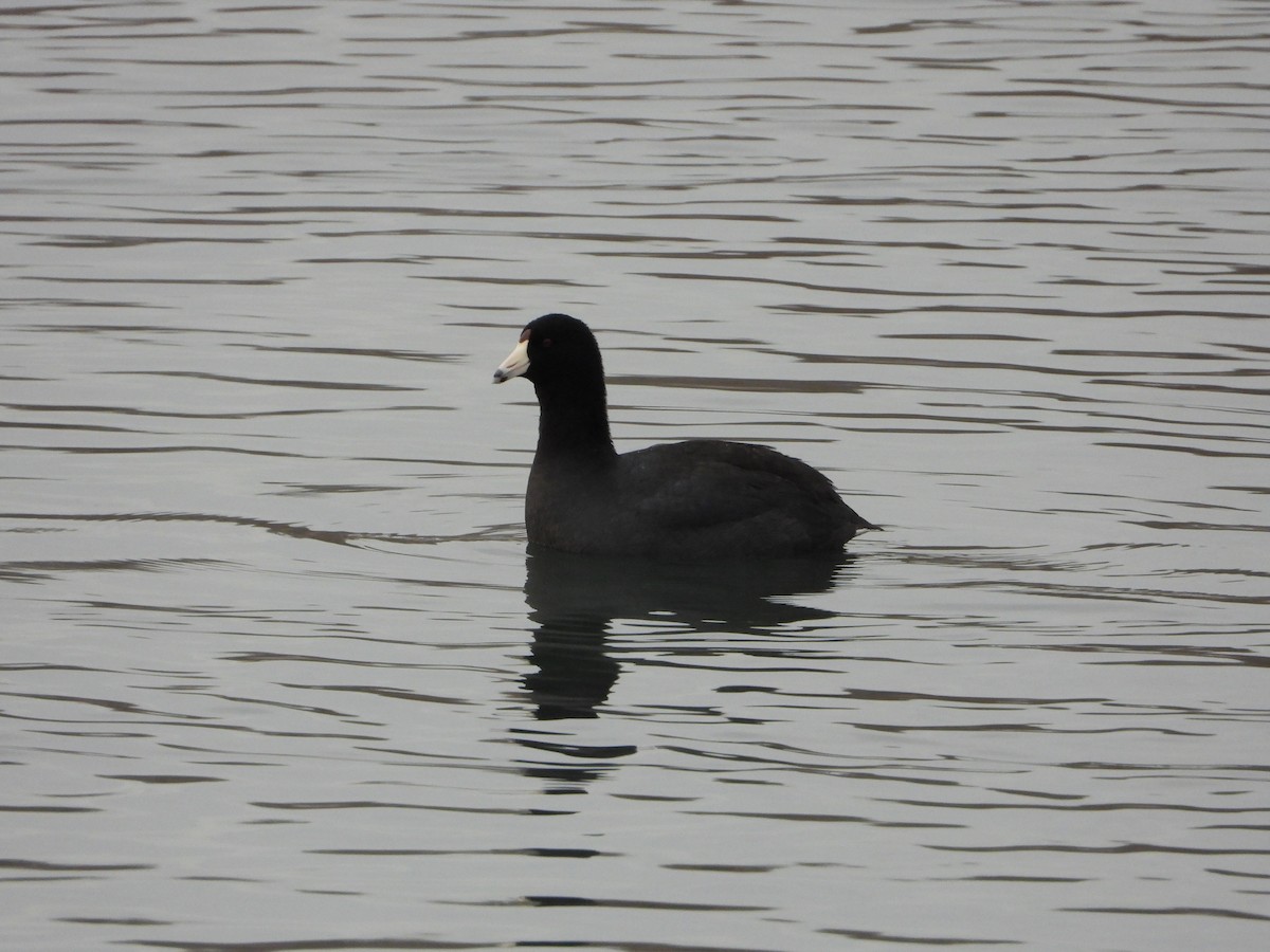 American Coot - ML647637244