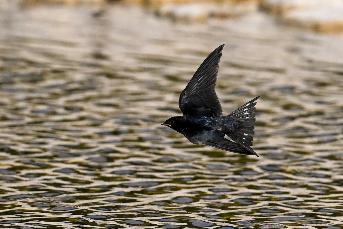 Barn Swallow - ML647637255