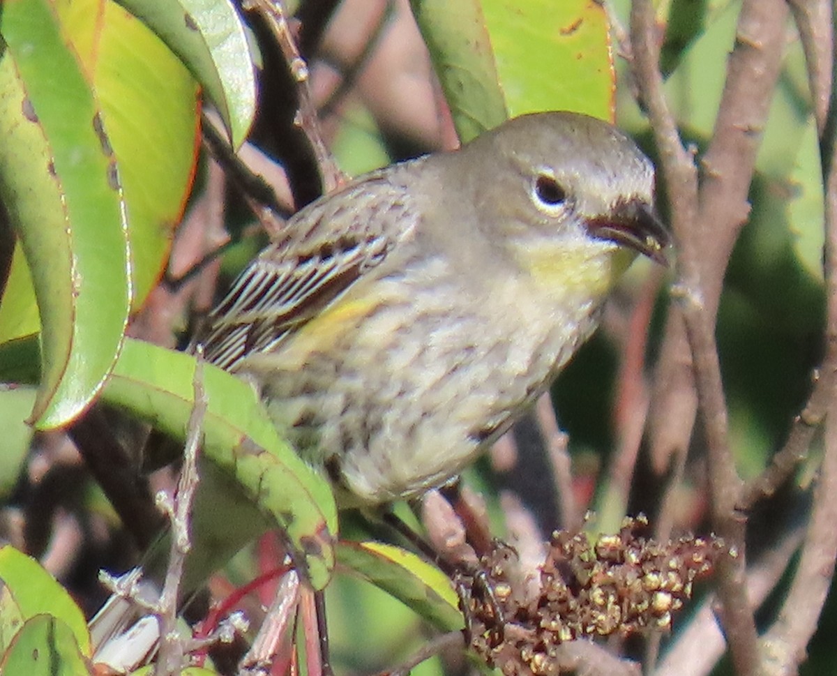 Yellow-rumped Warbler - ML647637256