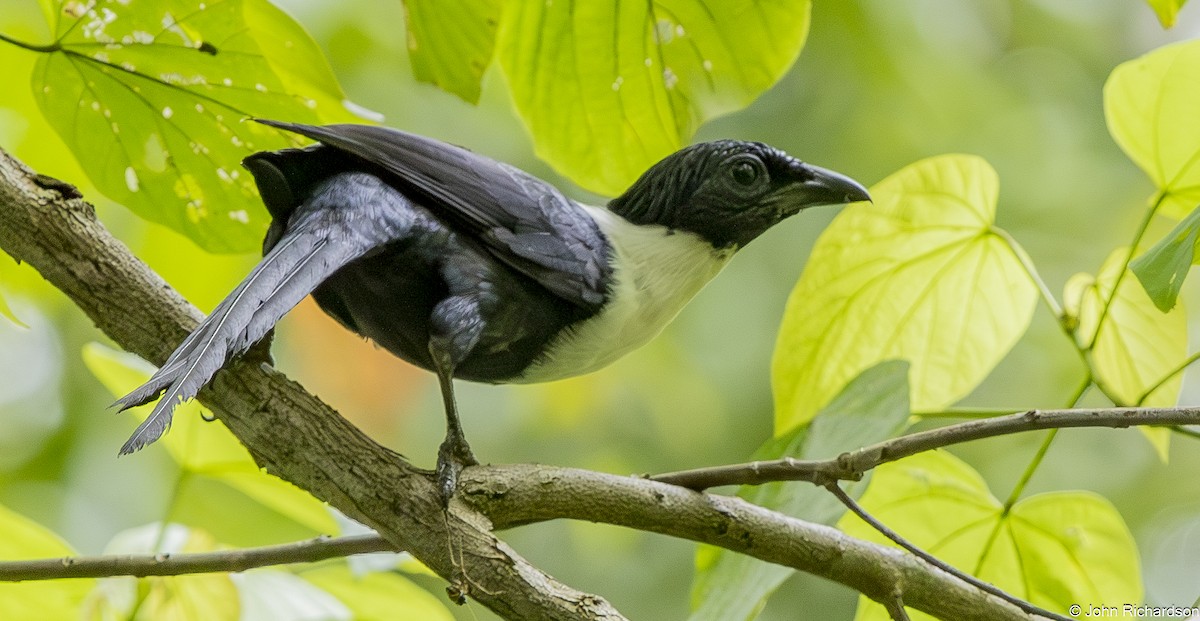 White-necked Myna - ML647637258