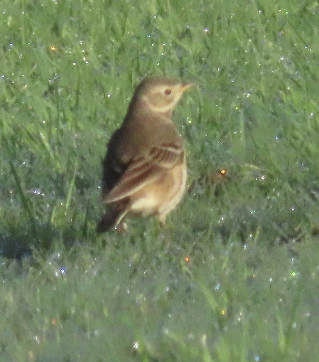American Pipit - ML647637259