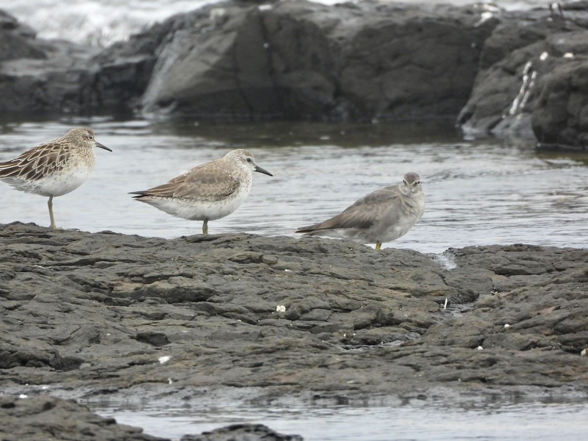 Sharp-tailed Sandpiper - ML647637263