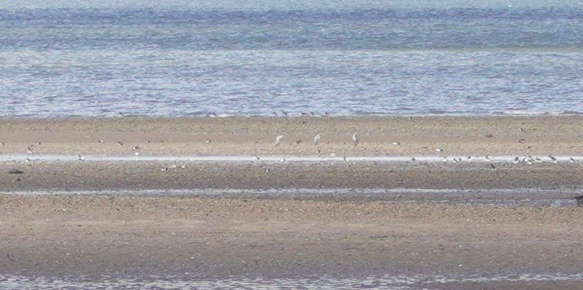 Gray Heron - ML647637265