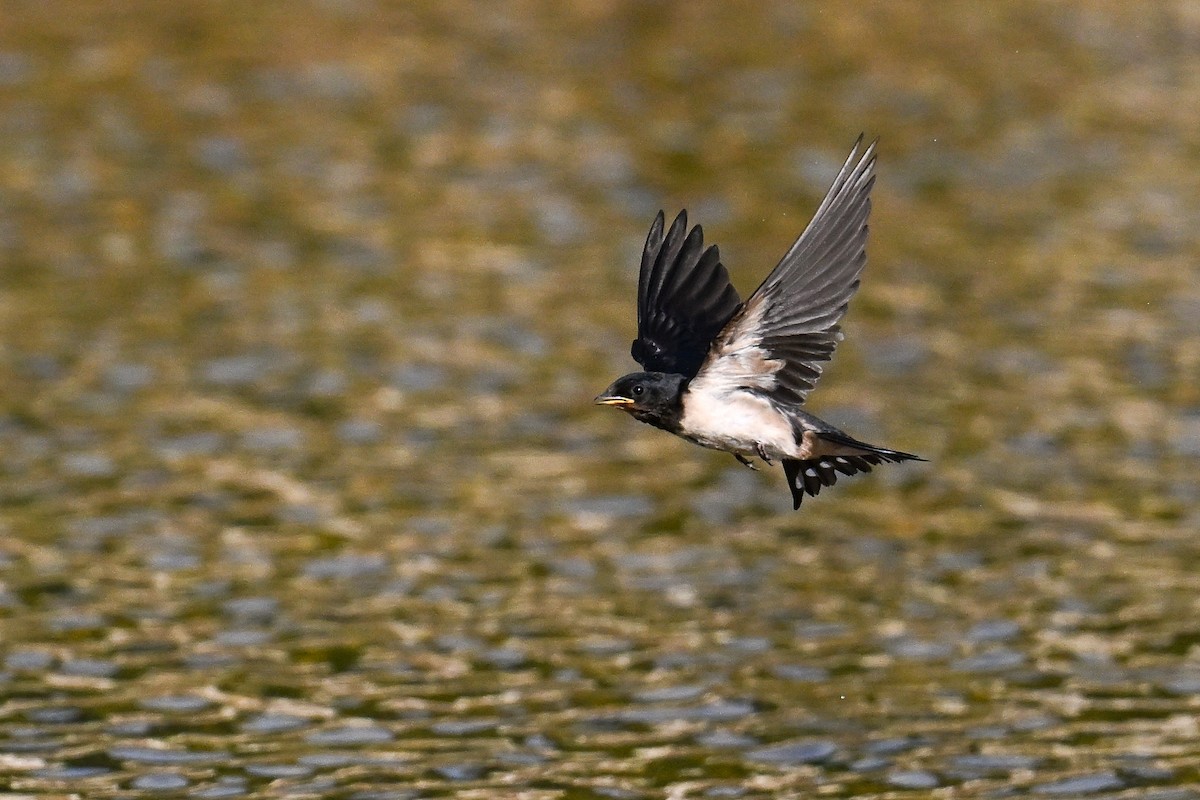 Barn Swallow - ML647637266