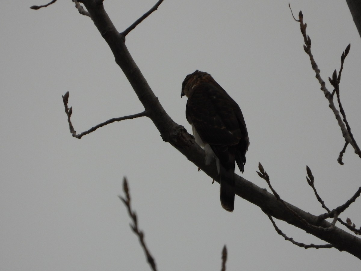 Sharp-shinned Hawk - ML647637268