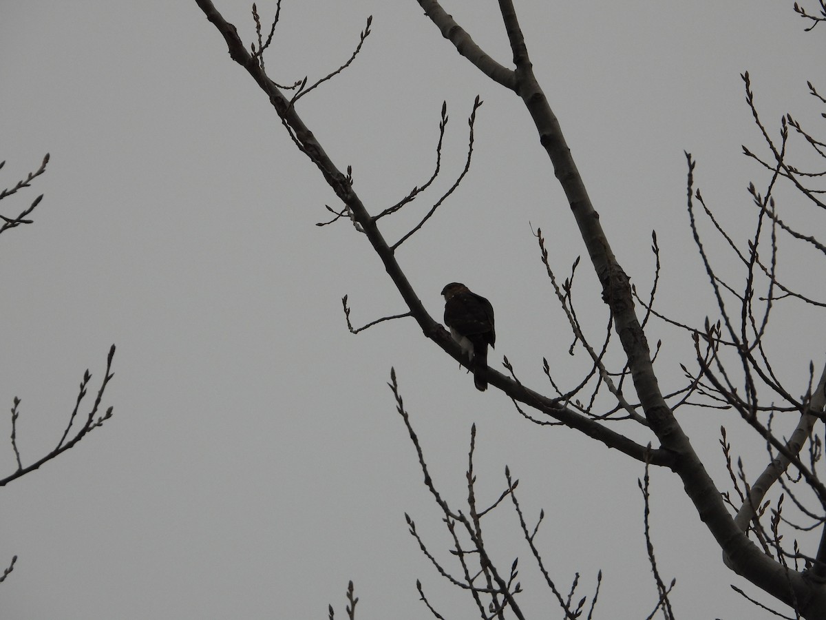 Sharp-shinned Hawk - ML647637269