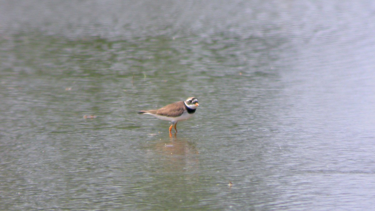 Common Ringed Plover - ML647637271