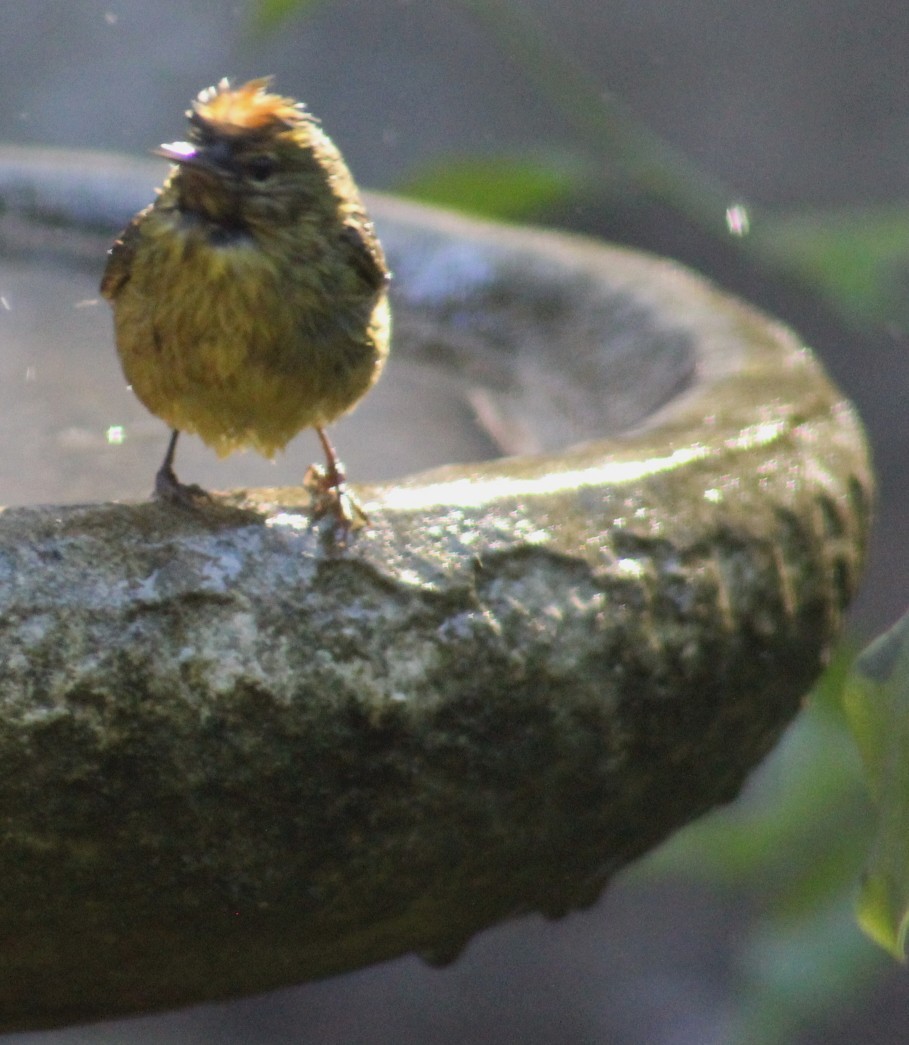 Orange-crowned Warbler - ML647637274