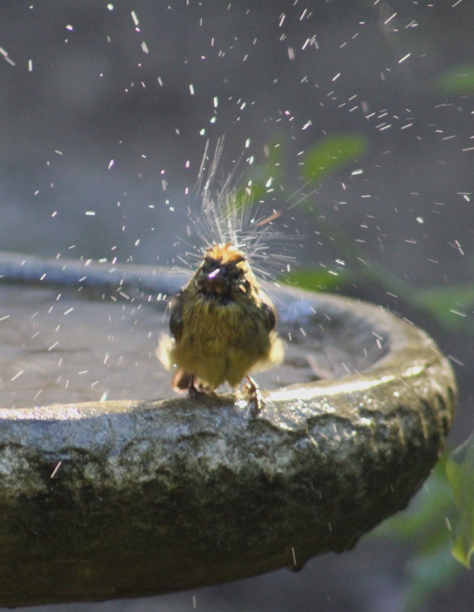 Orange-crowned Warbler - ML647637275
