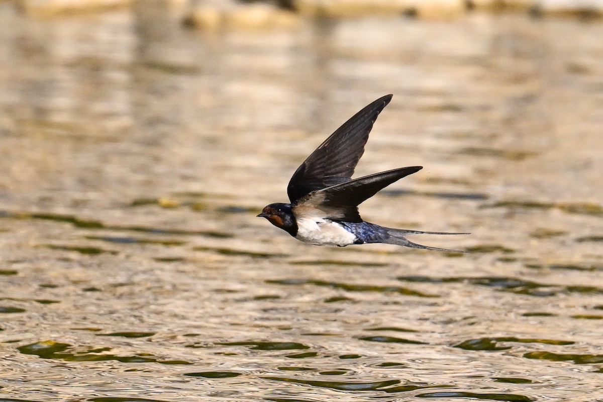 Ластівка сільська - ML647637278