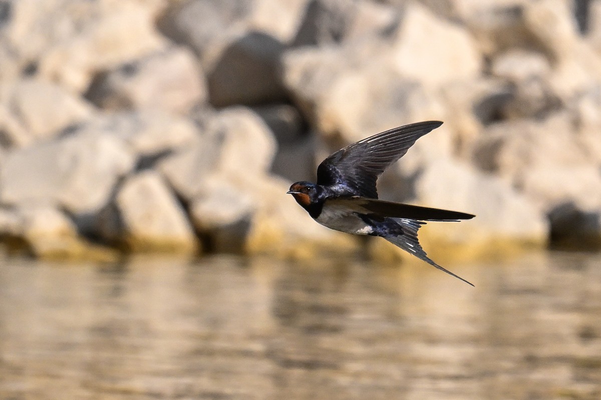 Ластівка сільська - ML647637285