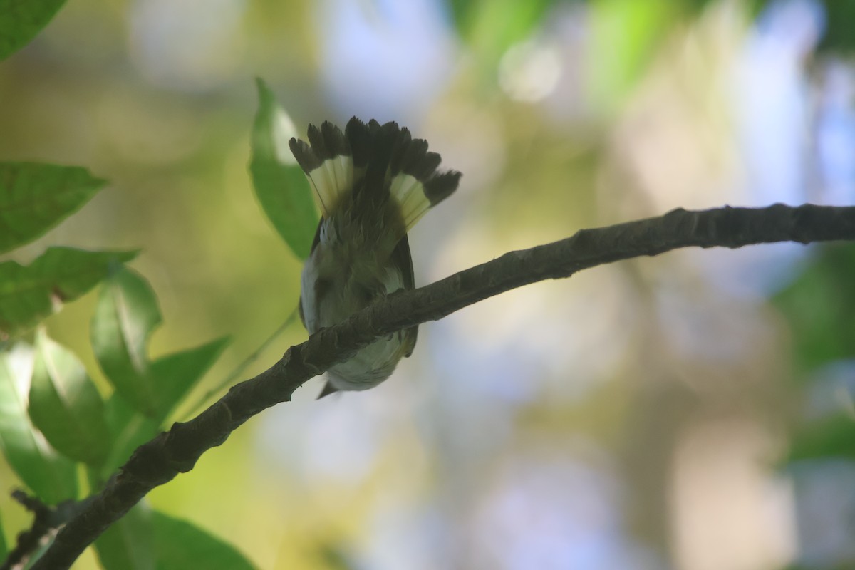 Kızıl Kuyruklu Ötleğen - ML647637293