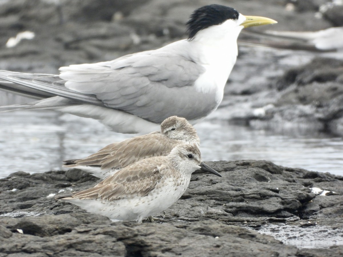 jespák rezavý - ML647637297