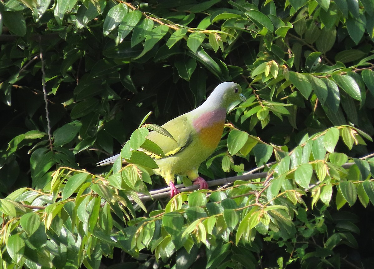 Orange-breasted Green-Pigeon - ML647637320