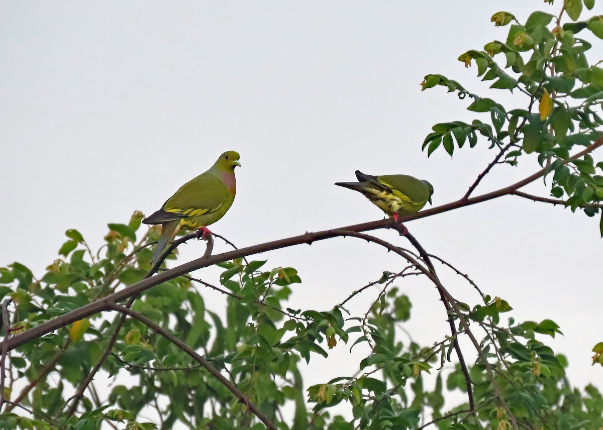 Orange-breasted Green-Pigeon - ML647637333
