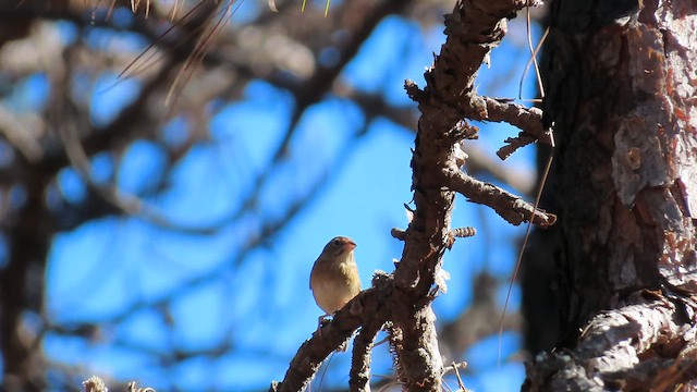Bachman's Sparrow - ML647637375