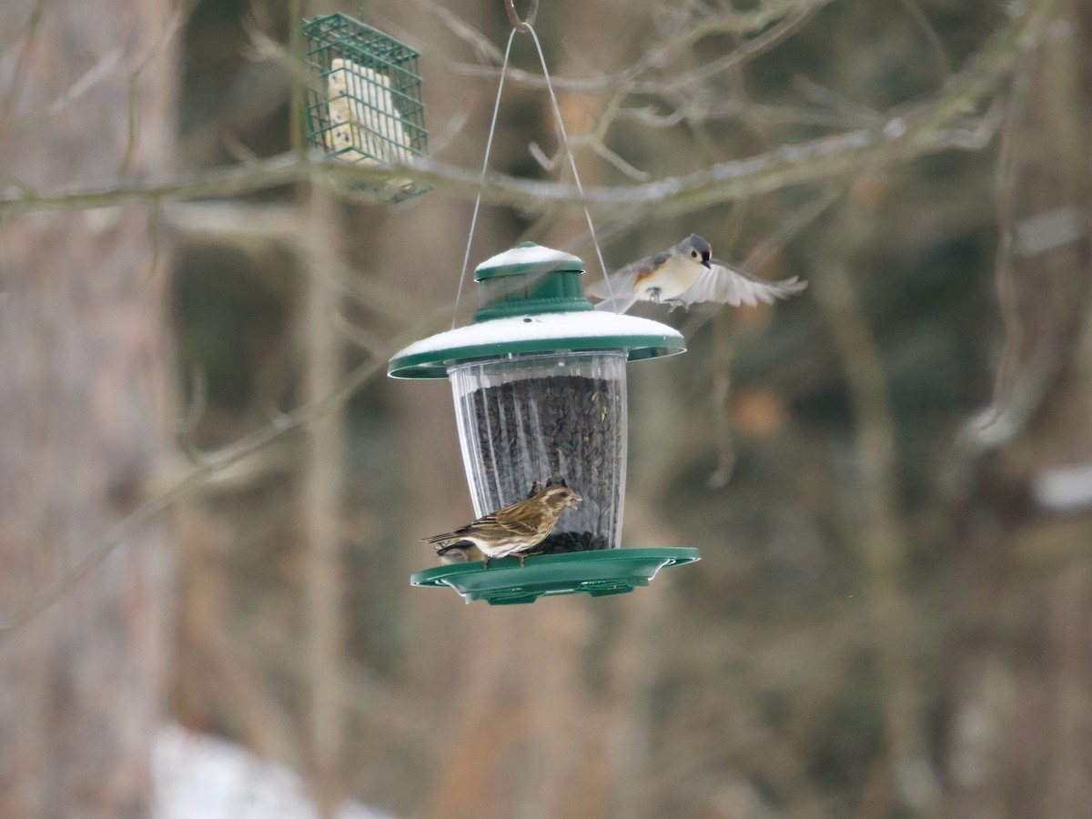 Purple Finch - ML647637415