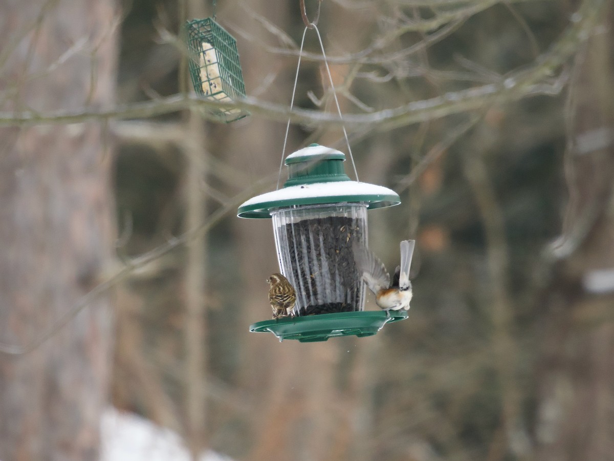 Purple Finch - ML647637416