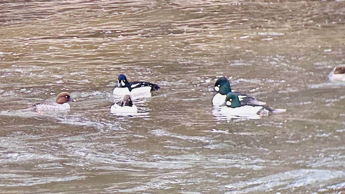 Murgilari islandiarra - ML647637418