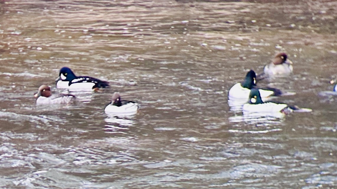 Murgilari islandiarra - ML647637419