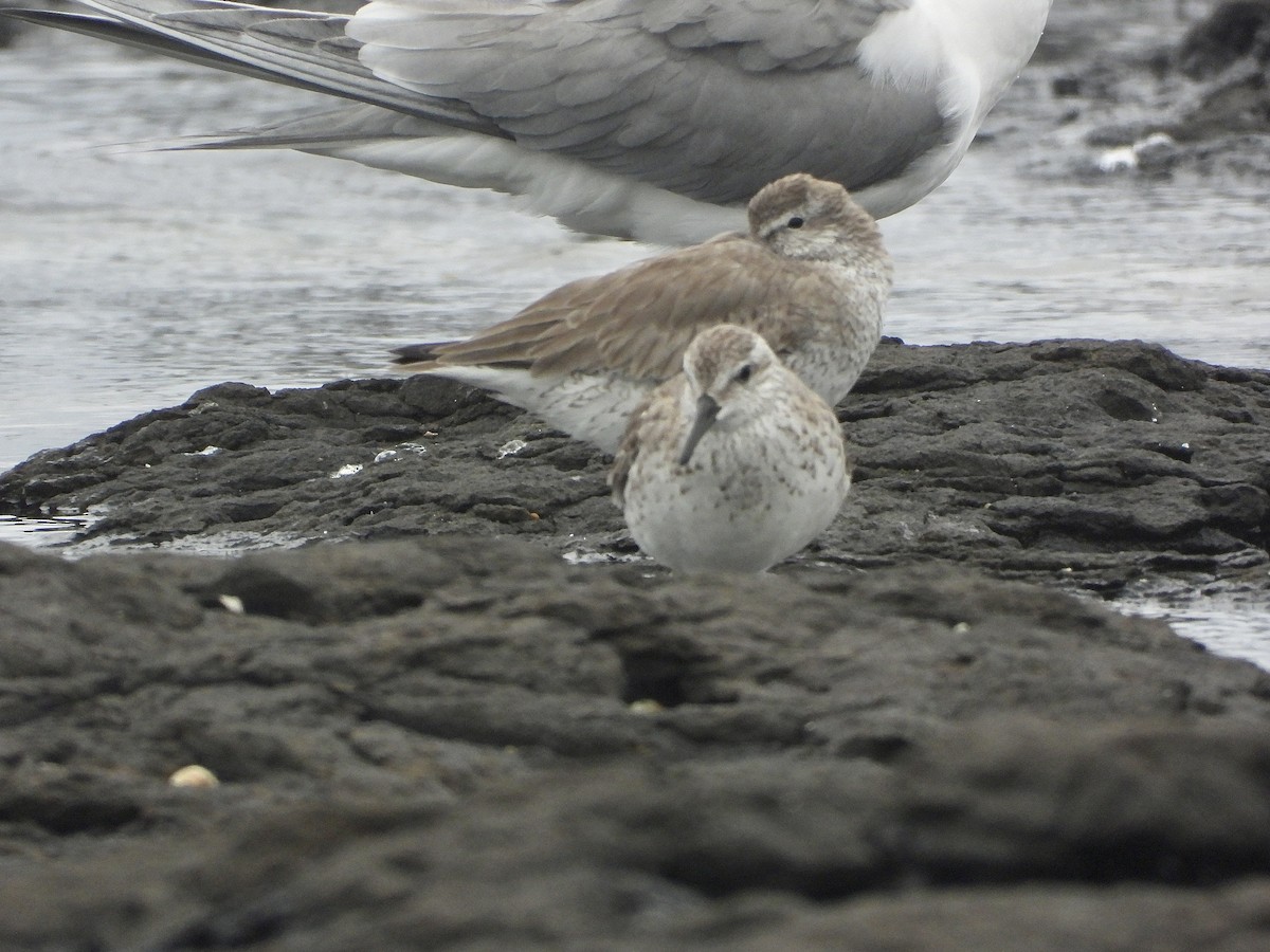 jespák rezavý - ML647637420