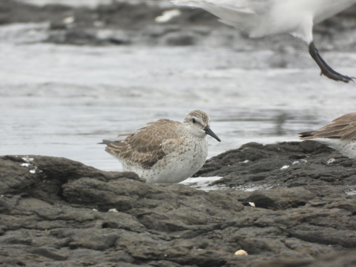 jespák rezavý - ML647637439