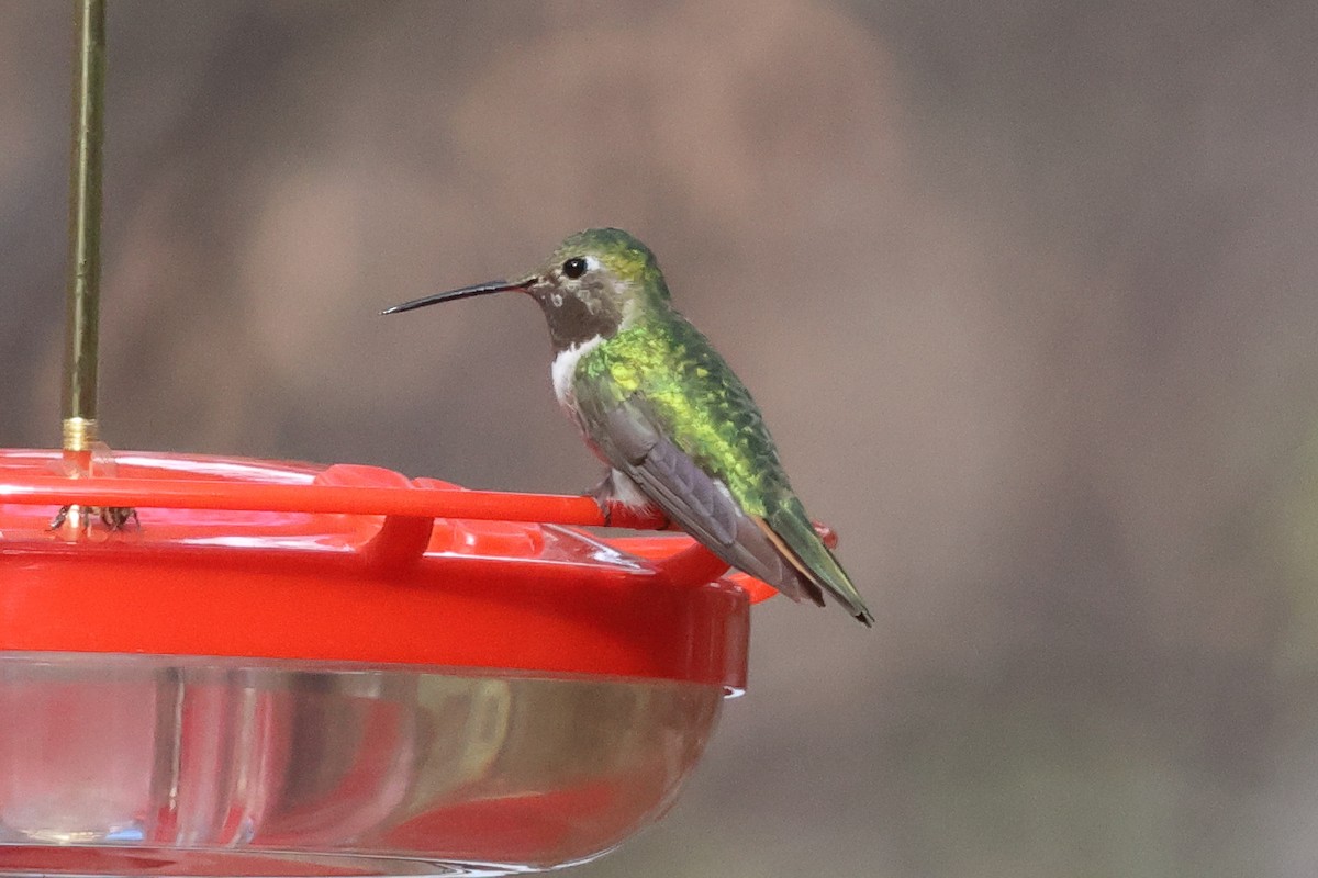 Broad-tailed Hummingbird - ML647637471