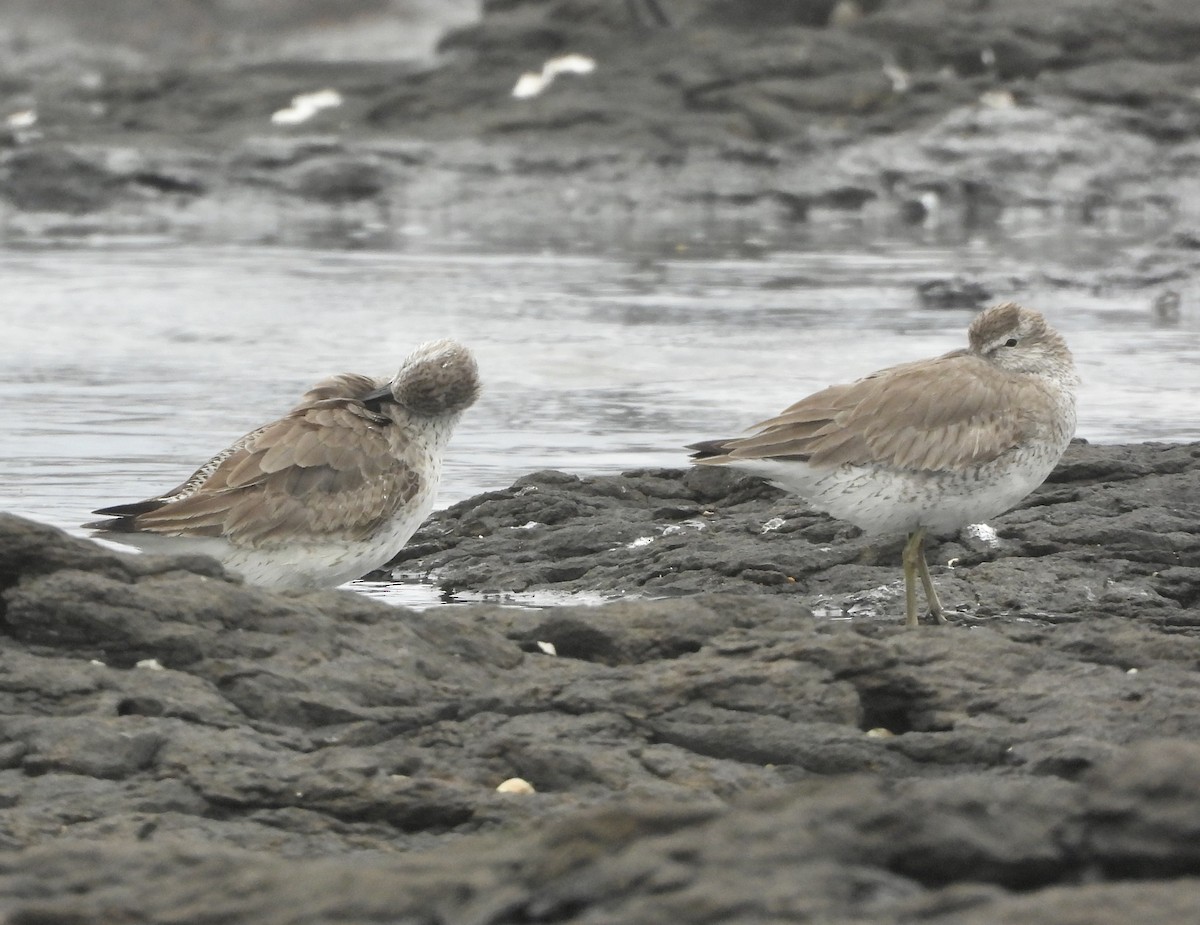 jespák rezavý - ML647637472