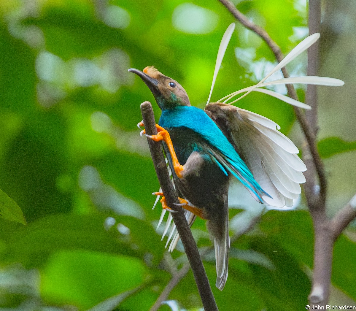 Standardwing Bird-of-Paradise - ML647637473