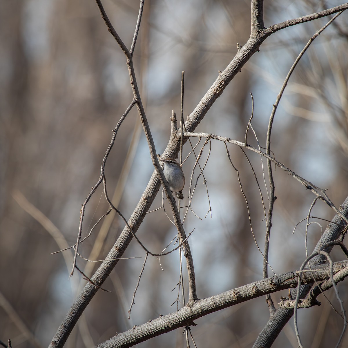 Длиннохвостый крапивник - ML647637482