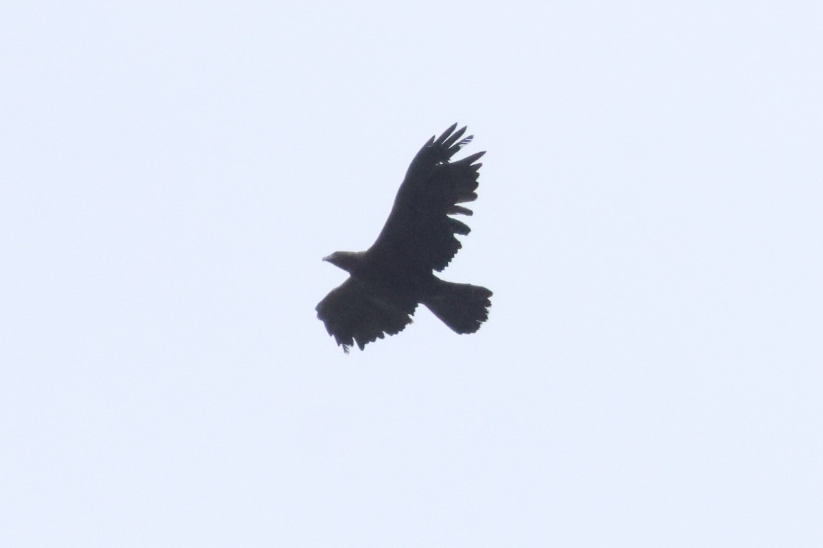 Golden Eagle - ML647637494