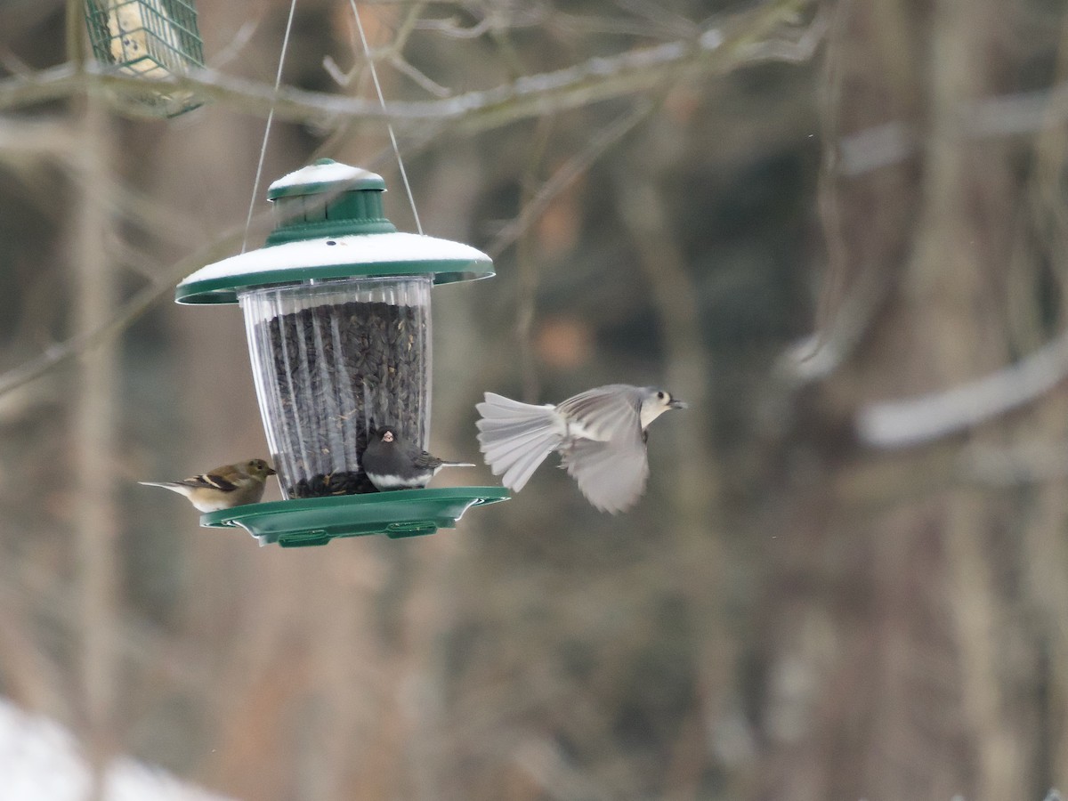 Tufted Titmouse - ML647637522