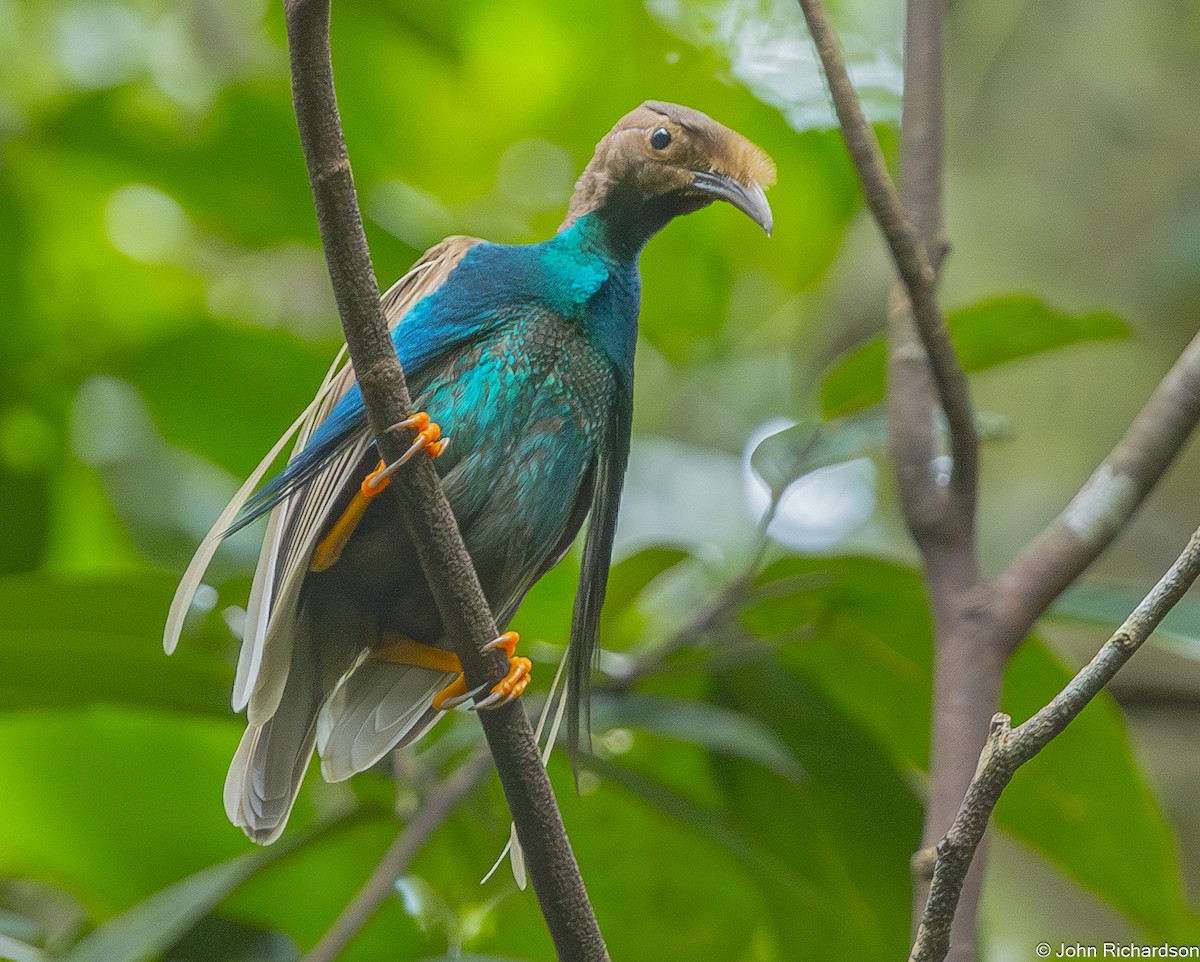 Standardwing Bird-of-Paradise - ML647637557